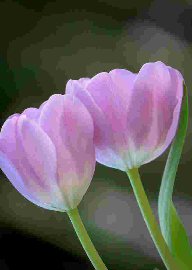 Lieblingsblumen...
