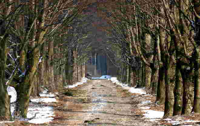 Alleebäume