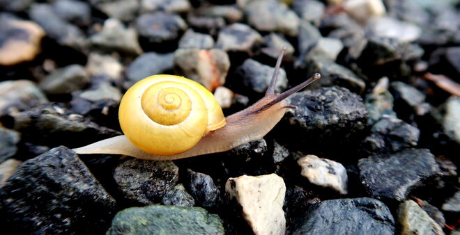 Langsam, aber zielstrebig über die Steine.