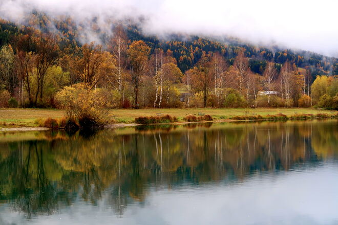 Dezente,  grazile Birkenstämme im Herbstkleid