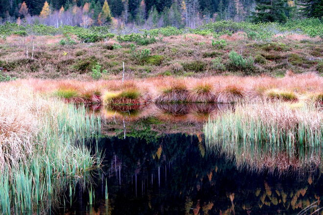 Teilausschnitt und Impression des Moores Saumoos 