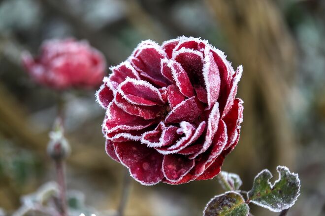 Raureifbedeckte Rose im Eugendorfer Schaugarten 