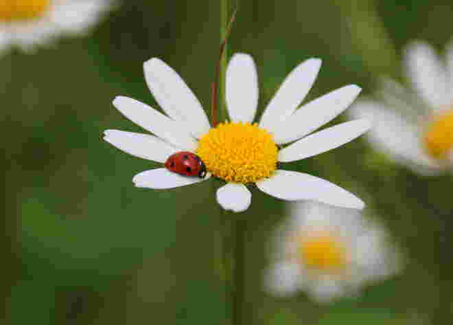 Da fehlt doch ein Blatt....