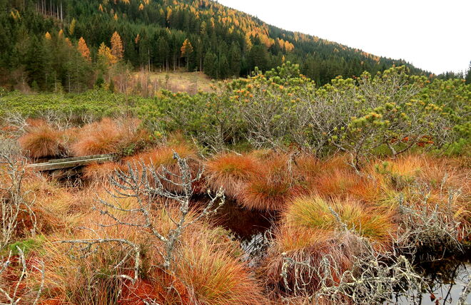 Die Moorlandschaft mit ihren herbstlichen Farbtönen