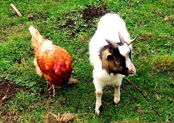 Wie ein Paar, gemeinsam unterwegs.