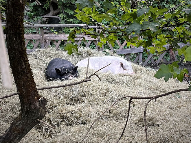 Sich sauwohl fühlen