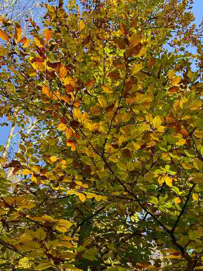 Erstrahlen in Regenbogen -Farben 