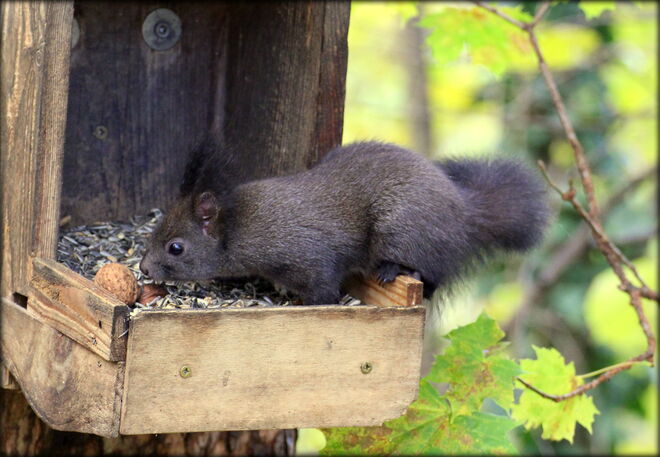 * die Nuss muss für mich sein ;) *
