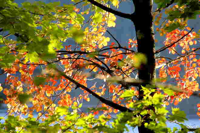 Farbenmix im Sonnenlicht