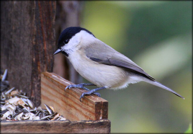 * die Qual der Wahl ;) *