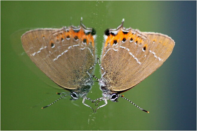 * an der Scheibe gespiegelt *