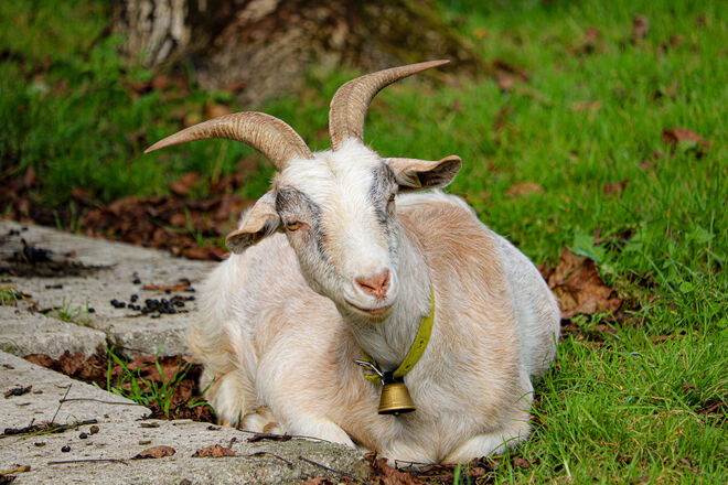 Das Leben ist schön...