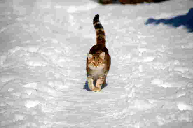Schneekatzerl ...