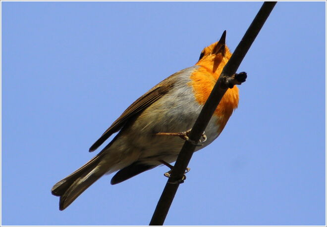 * aus voller Kehle *