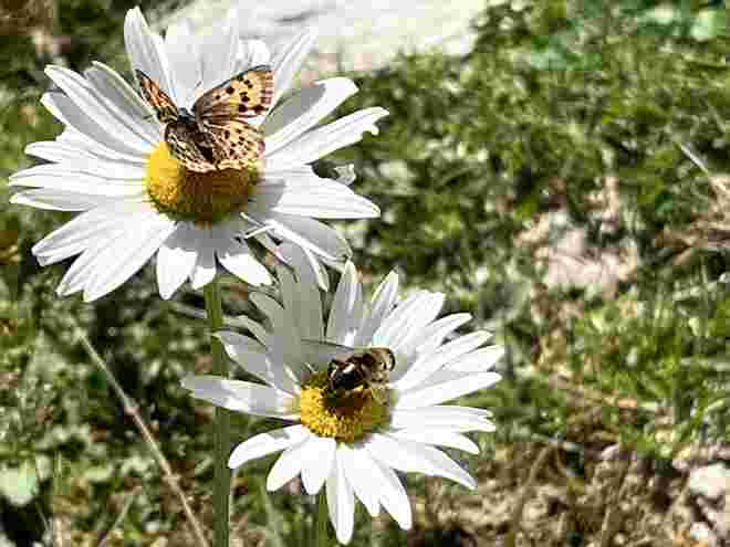 Vermutlich die letzten Margeriten dieses zu Ende gehenden Sommer‘s