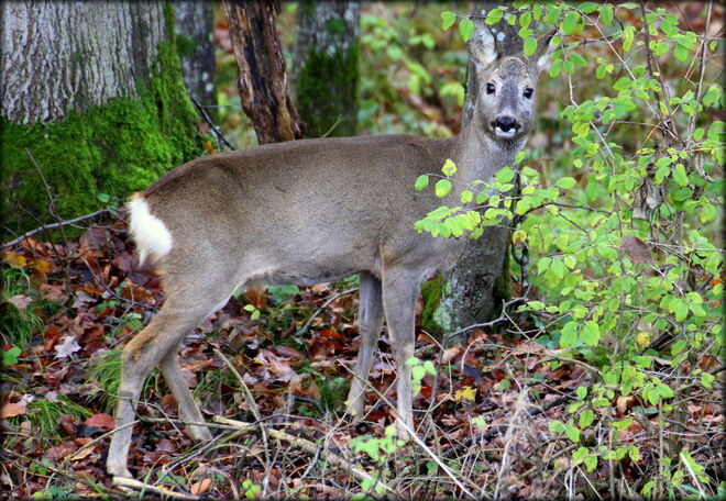 * ein freundlicher Blick durch die Herbstblätter *