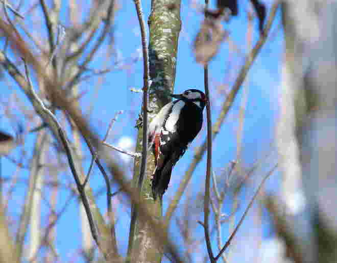 Ein Buntspecht hämmerte im Wald
