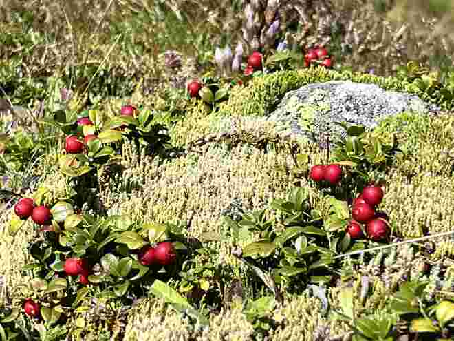 Preiselbeeren im Moosbett
