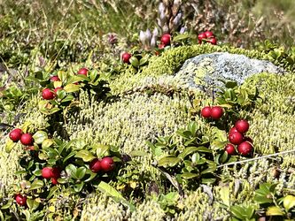 Preiselbeeren im Moosbett