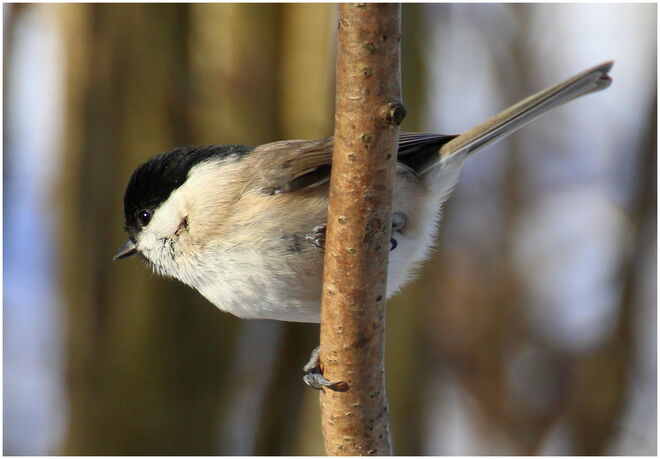 * der direkte Weg zum Futterhaus *