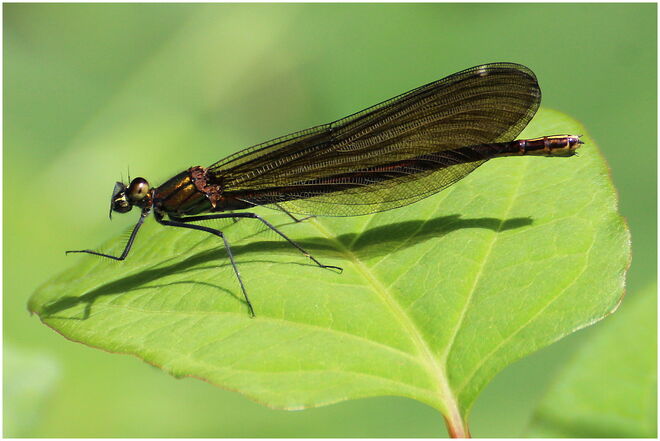 * ich fang mir eine Mücke *