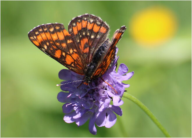 * kräftige Farben in der Wiese *
