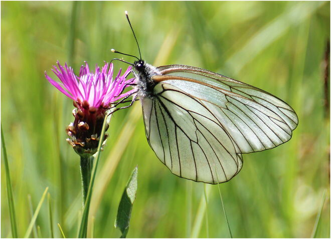 * gläserne Flügel *