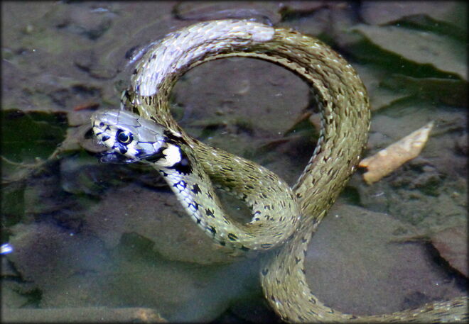 * bereit für das Frühstück *