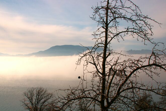 Ein Blatt hängt noch fest am Birnbaum