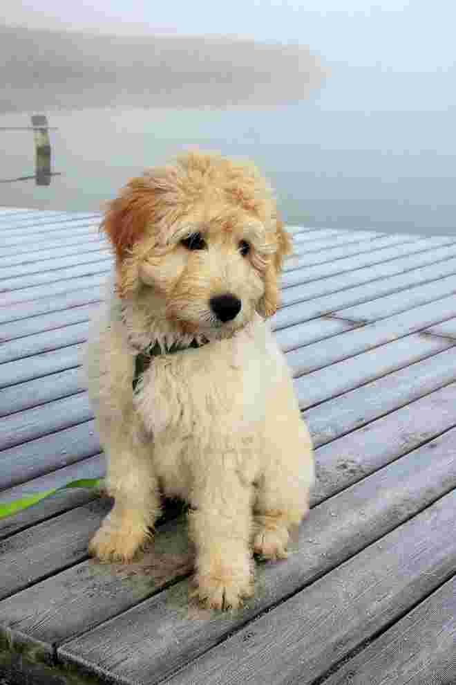 Ein Labradoodle namens "Charly"  am Wallersee- Steg :-)