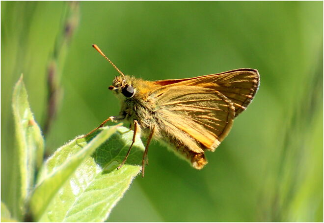 * kleiner Dickkopf *