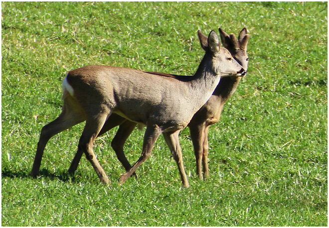 * Liebesgeflüster auf der Wiese *