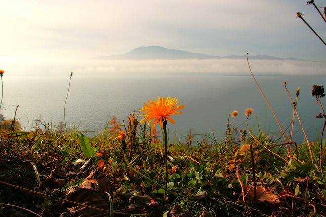 Eine strahlende Blüte am Wegesrand