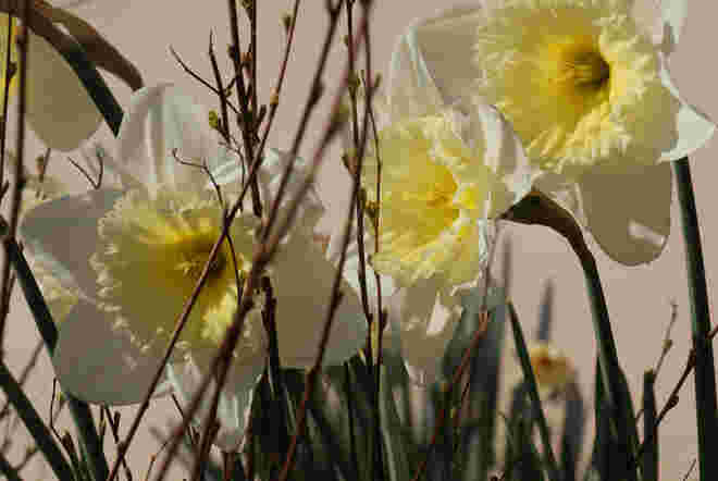 Zarte Frühlingsfarben