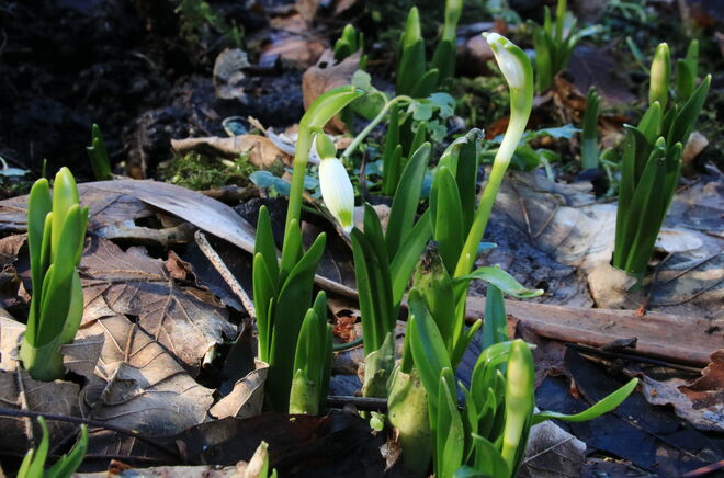 Knospen von ersten Frühlingsboten - liebe Valentinsgrüße an alle Fotoblog-FreundInnen