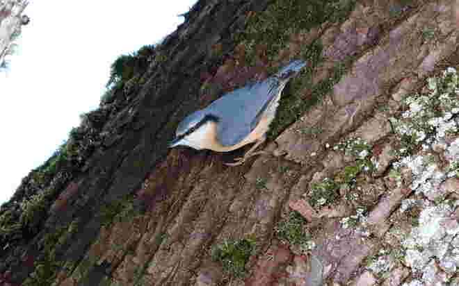 Ein Kleiber auf der alten Linde