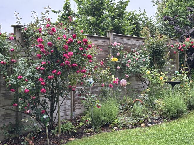 Rosenblütenexplosion