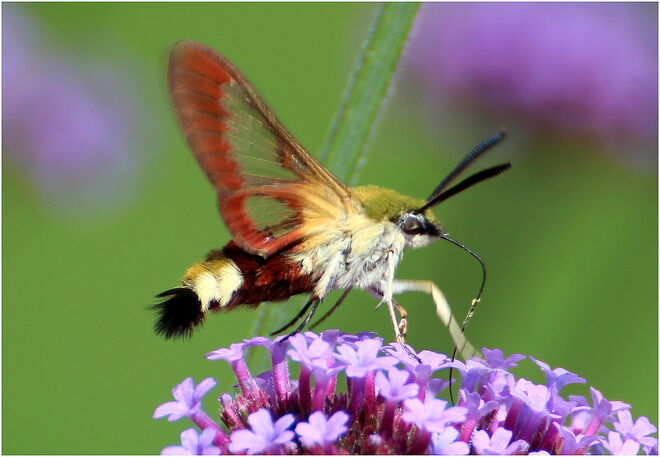 * der Sommertanz des Hummelschwärmers *