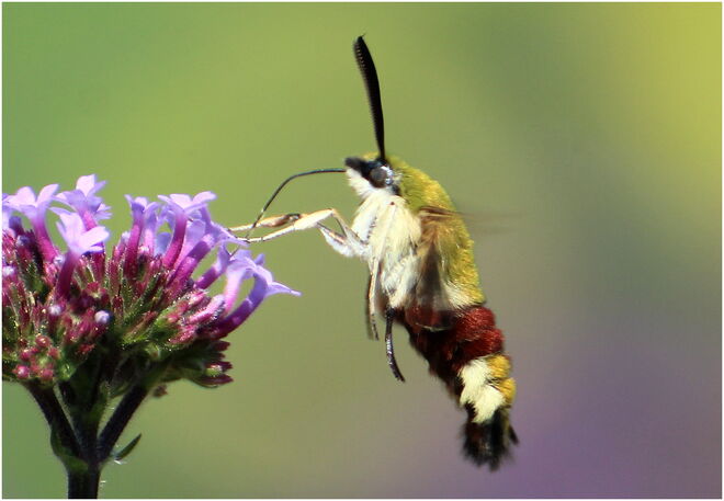 * viel trinken bei der Hitze *