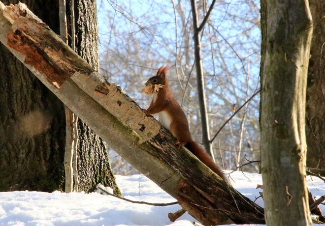 Auf geht's - Nesterlbauen ist angesagt!