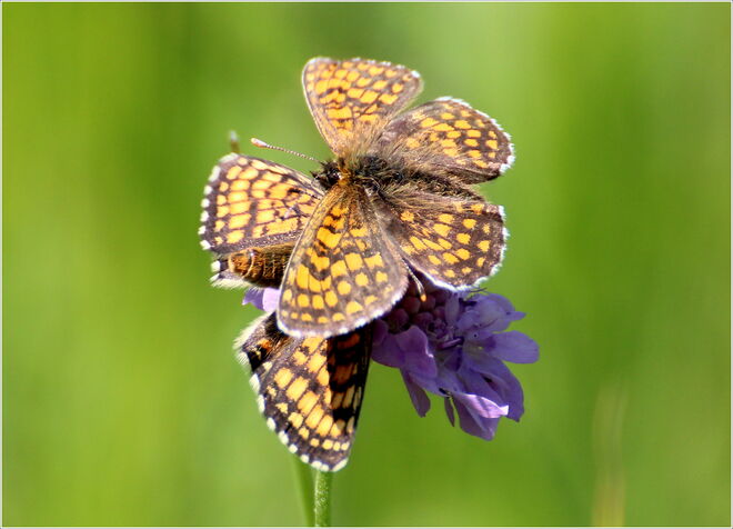 * Scheckenfalter- Date *
