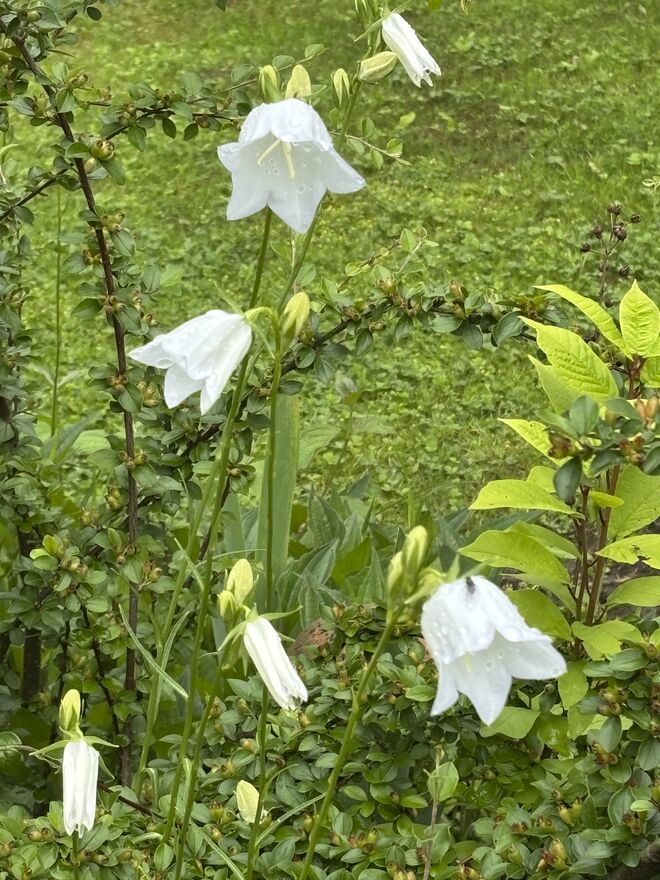 Zarte Blüten hoffen auf Sonne 
