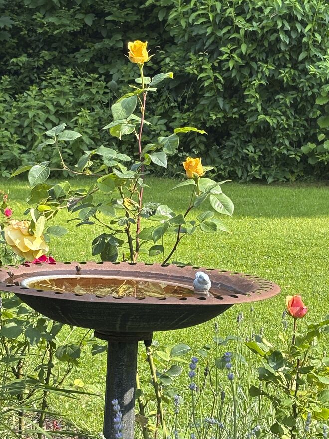 Ein steinerner kleiner Gast