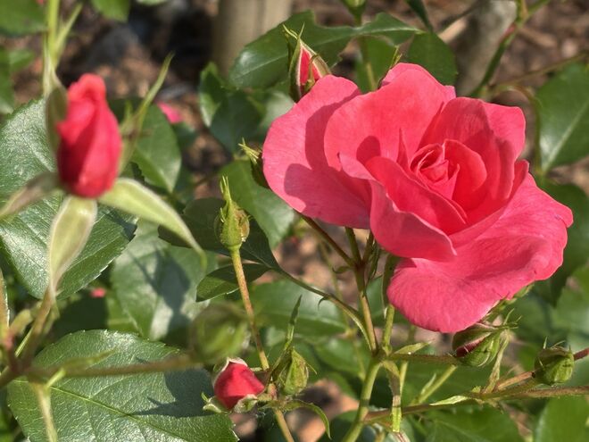 Ein zarter Rosengruß