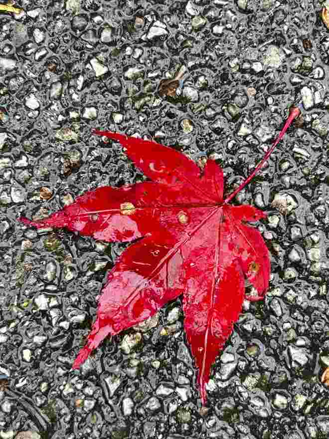Rot