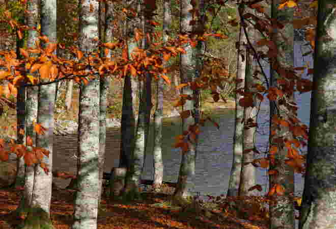 Buchenwald