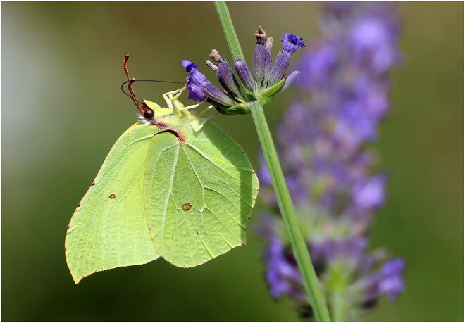 * an der Lavendeltankstelle *