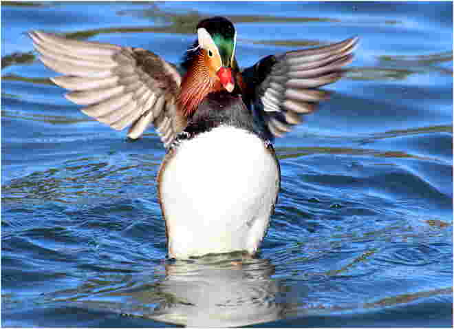 * Frühlingsgefühle am Weiher *