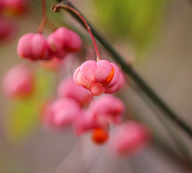 Kleines Pfaffenhütchen...