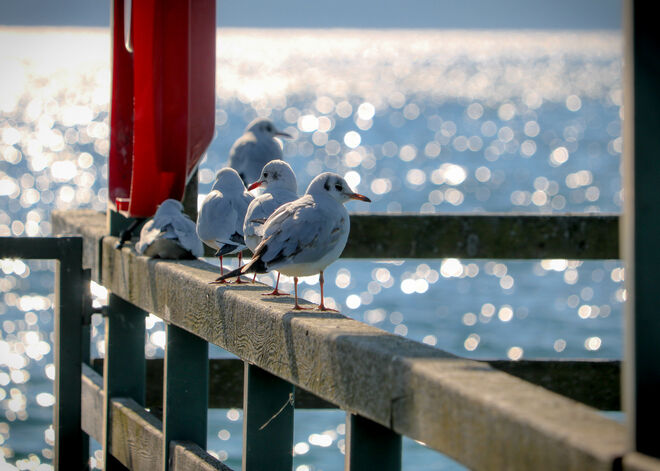 in der Frühlingssonne...